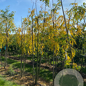 Gleditsia triac. 'Skyline' 250-300 cm draadkluit meerstammig