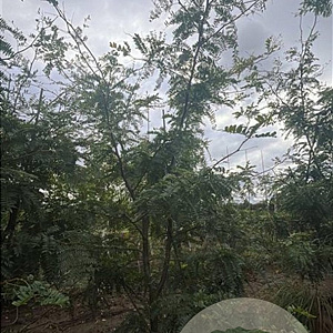 Gleditsia triac. 'Sunburst' 250-300 cm draadkluit meerstammig