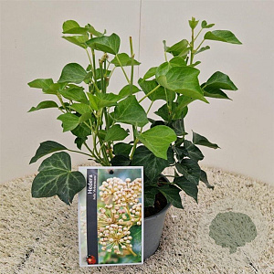 Hedera hel. 'Arborescens' 30-35 cm 2,5L