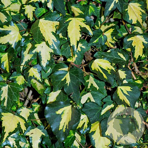 Hedera hel. 'Goldheart' 80-100 cm rozenpot 2L