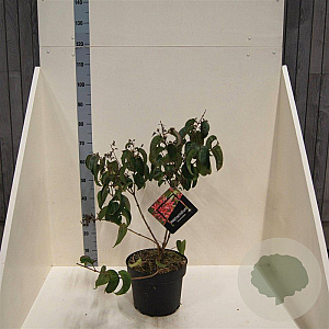 Heptacodium miconioides 60-80 cm 10L