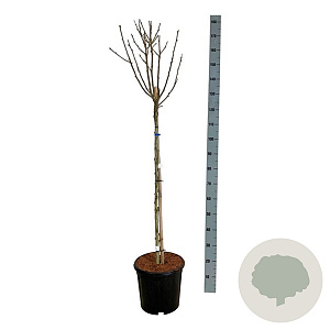 Hibiscus syr. 'Marina' 90 cm stam 15L