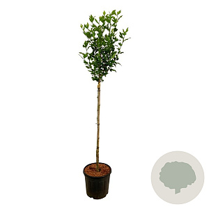 Hibiscus syr. 'Marina' 90 cm stam 15L