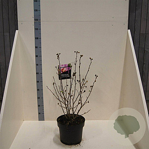 Hibiscus syr. Pink Chiffon 60-80 cm 10L