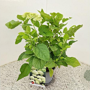 Hydrangea a. 'Annabelle' 40-45 cm 2,5L