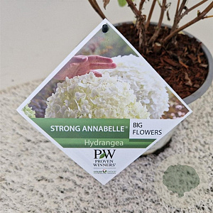 Hydrangea a. Strong Annabelle 50-55 cm 5,0L