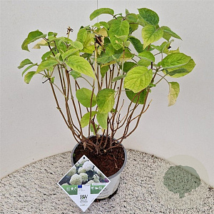 Hydrangea a. Strong Annabelle 50-55 cm 5,0L