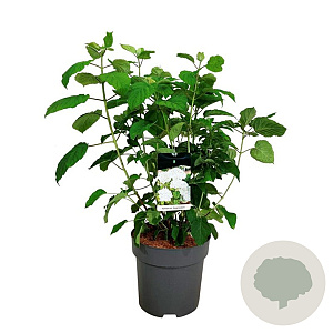 Hydrangea a. Strong Annabelle 60-80 cm 15L