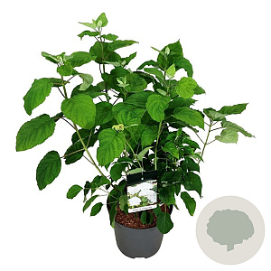 Hydrangea a. Strong Annabelle 60-80 cm 15L