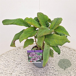 Hydrangea asp. 'Macrophylla' 40-45 cm 2,5L