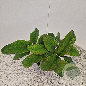 Hydrangea asp. 'Macrophylla' 40-45 cm 2,5L