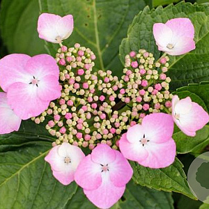 Hydrangea macrophylla 'Teller Pink' GM 3,0L leverbaar