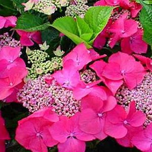 Hydrangea m. 'Bergfink' GM 3,0L leverbaar