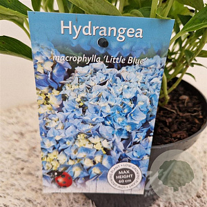 Hydrangea m. 'Little Blue' 20-25 cm 2,0L