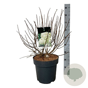 Hydrangea pan. Bobo 50-60 cm 15L