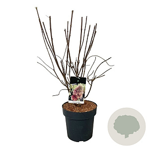 Hydrangea pan. Bonfire 60-80 cm 15L