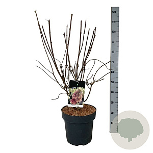 Hydrangea pan. Bonfire 60-80 cm 15L