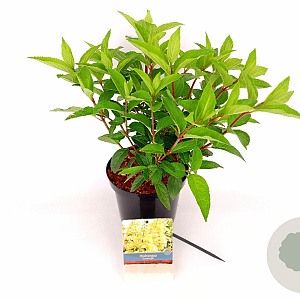 Hydrangea pan. Candlelight 30-40 cm 3,0L