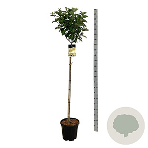 Hydrangea pan. Candlelight 120 cm stam 15L