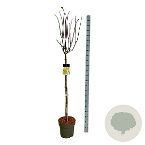 Hydrangea pan. Candlelight 120 cm stam 15L