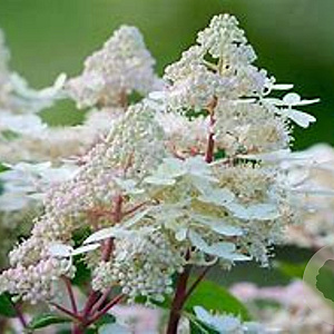 Hydrangea pan. Early Harry 40-60 cm 3,0L leverbaar