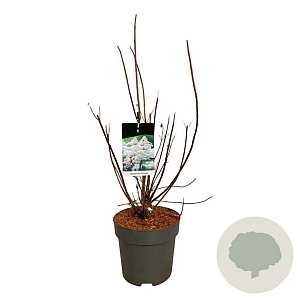 Hydrangea pan. Early Harry 50-60 cm 15L