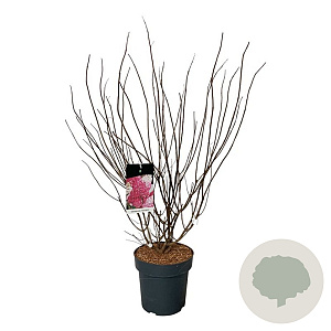 Hydrangea pan. Fraise Melba 80-100 cm 15L