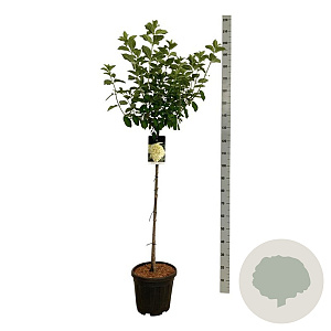 Hydrangea pan. 'Limelight' 90 cm stam 15L