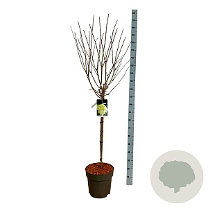 Hydrangea pan. 'Limelight' 90 cm stam 15L