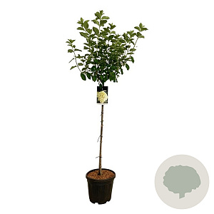 Hydrangea pan. 'Limelight' 90 cm stam 15L