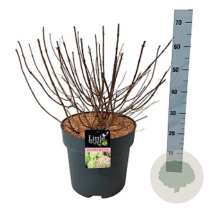 Hydrangea pan. Little Lime 50-60 cm 15L