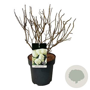 Hydrangea pan. Little Spooky 50-60 cm 15L