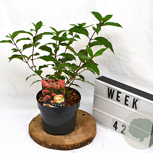 Hydrangea pan. 'Pink Diamond' 40-60 cm 3,0L