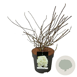 Hydrangea pan. Skyfall 60-80 cm 15L