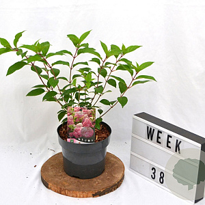 Hydrangea pan. Vanille-Fraise 40-60 cm 3,0L