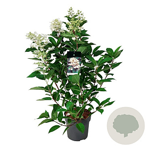 Hydrangea pan. 'Wim's Red' 60-80 cm 15L