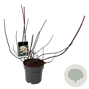 Hydrangea pan. 'Wim's Red' 60-80 cm 15L