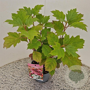 Hydrangea querc. 'Snowflake' 30-40 cm 2,5L