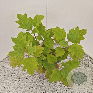 Hydrangea querc. 'Snowflake' 30-40 cm 2,5L