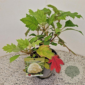 Hydrangea querc. Tara 30-40 cm 2,5L