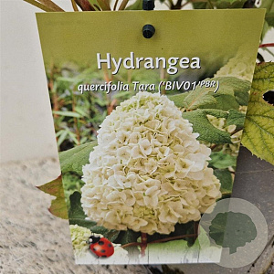 Hydrangea querc. Tara 30-40 cm 2,5L