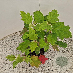 Hydrangea querc. Tara 30-40 cm 2,5L