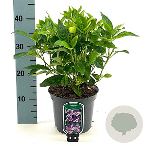 Hydrangea s. 'Bluebird' 30-35 cm 3,0L