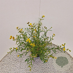 Hypericum kalmianum 'Gemo' 30-40 cm 2,5L