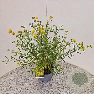 Hypericum kalmianum 'Gemo' 30-40 cm 2,5L