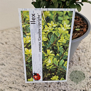 Ilex crenata 'Caroline Upright' 35 cm 2,5L