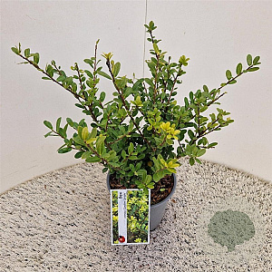 Ilex crenata 'Caroline Upright' 35 cm 2,5L