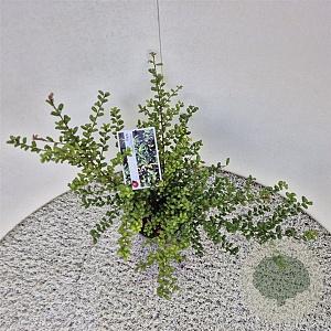 Ilex crenata 'Convexa' 30-40 cm 2,5L