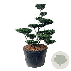 Ilex crenata 'Green Hedge' 125-150 cm cont. 180L bonsai