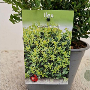 Ilex crenata 'Stokes' 25-30 cm 2,5L